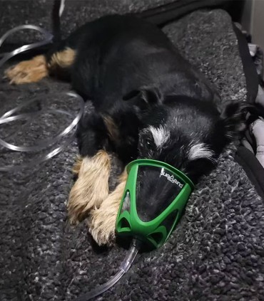 Kit di ossigeno per cani - Pawprint - Aeronics